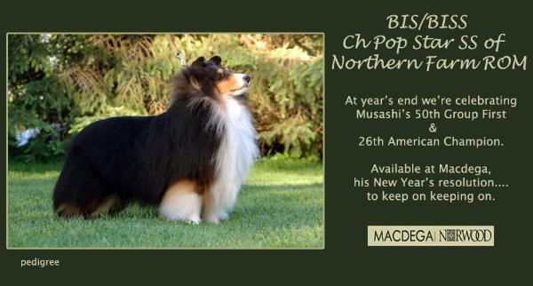 Pop Star SS Of Northern Farm | Shetland Sheepdog 