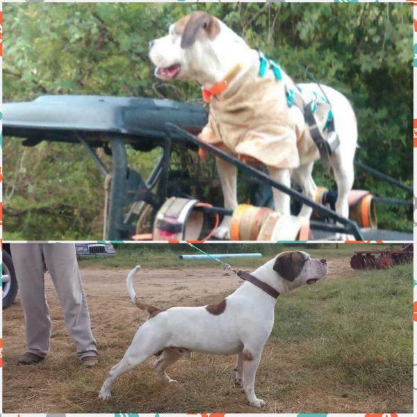 Sackett of Six Sigma | American Bulldog 