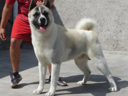Kabuto (Chapul) | Akita 