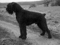 Zar vom Hatzbachtal | Giant Schnauzer 