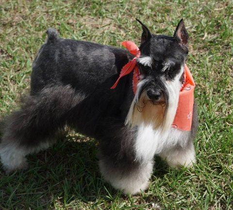 LONESTAR FARMS BLK TIE AFFAIR | Miniature Schnauzer 