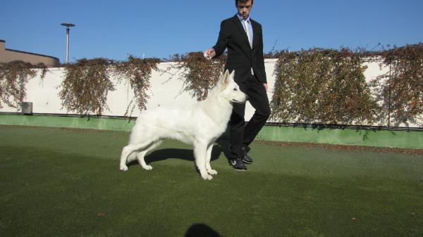 H'Drako of trebons berger blanc | White Swiss Shepherd Dog 