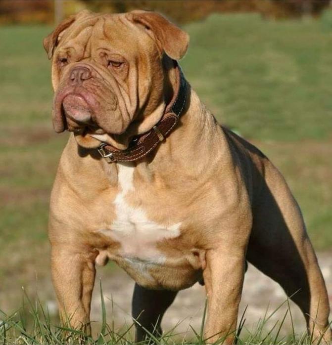 Revelle's Blazzin' Buckaroo | Olde English Bulldogge 