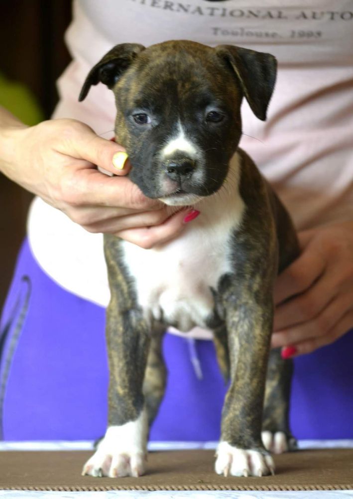 JB HARLEY QUEEN Canossa | American Staffordshire Terrier 