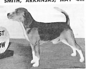 Double-Jac Doctor Dobby | Beagle 