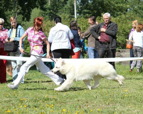 First cowboy des gardiens du pacte | White Swiss Shepherd Dog 