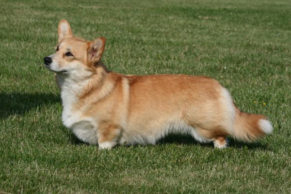 Astersland Lovely Survivior | Pembroke Welsh Corgi 
