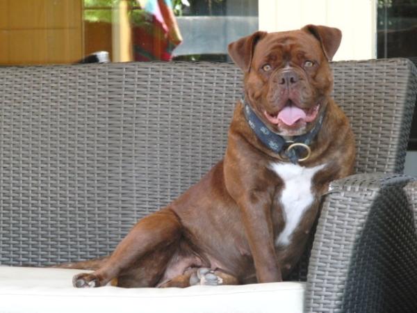 big river's red hot chili pepper | Olde English Bulldogge 