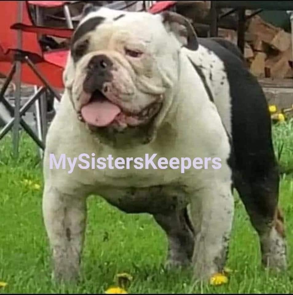 MSK' Frank the Tank | Olde English Bulldogge 