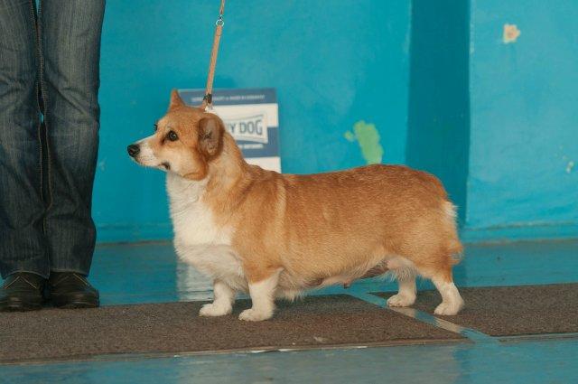 Laif Spring Terri | Pembroke Welsh Corgi 