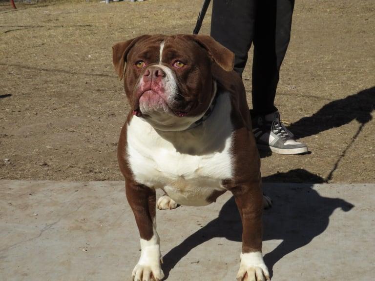 Evolution's Fyre N Ice | Olde English Bulldogge 