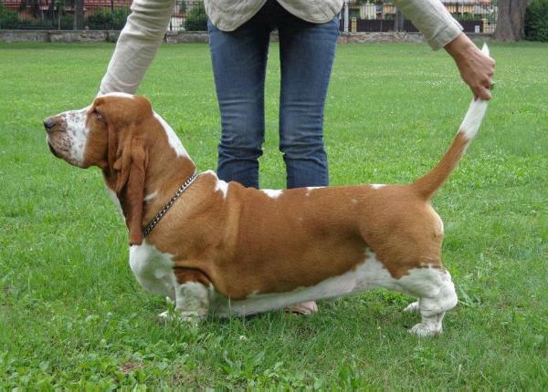 Nhabira Jackaroo | Basset Hound 