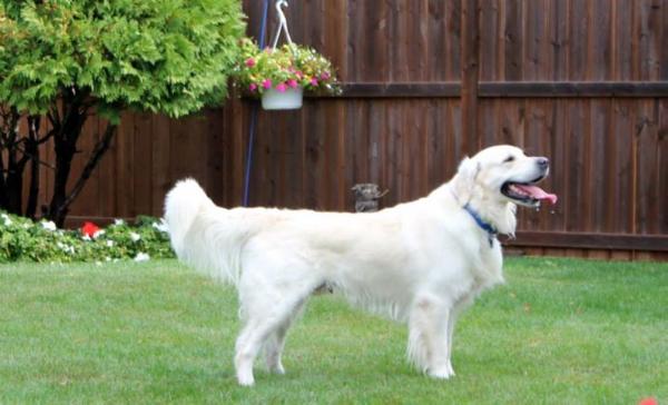 Tramin Karnaval | Golden Retriever 