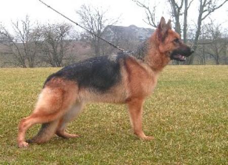 Wynona vom Drache Feld | German Shepherd Dog 