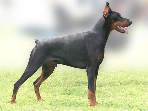 Come As You Are Godric | Black Doberman Pinscher