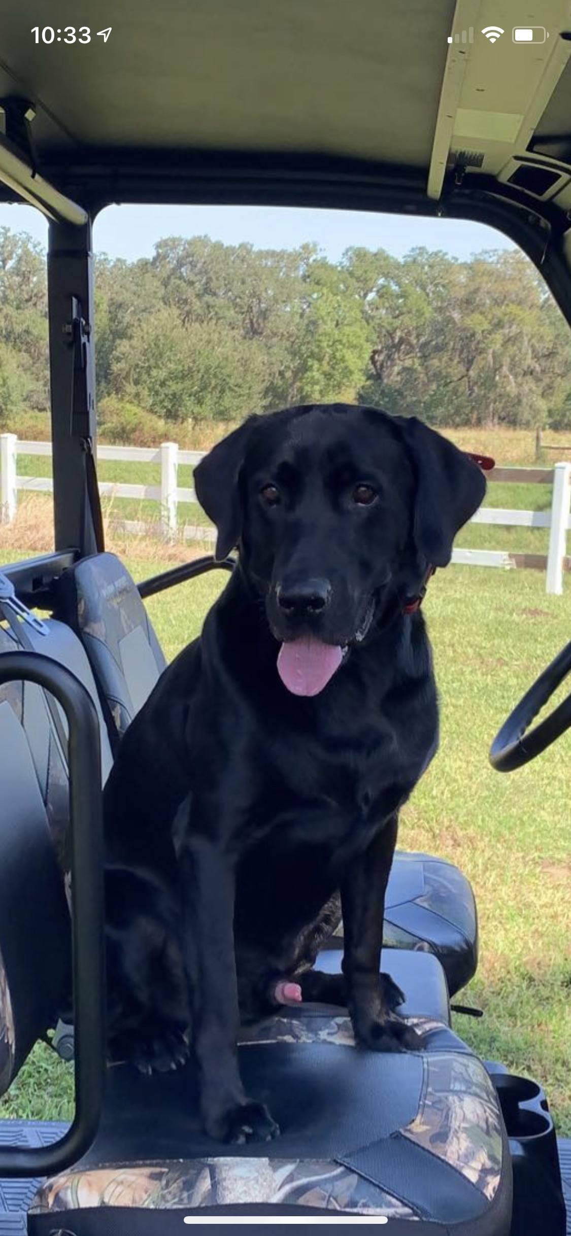 HR Hagen’s Tank Ready For War | Black Labrador Retriver