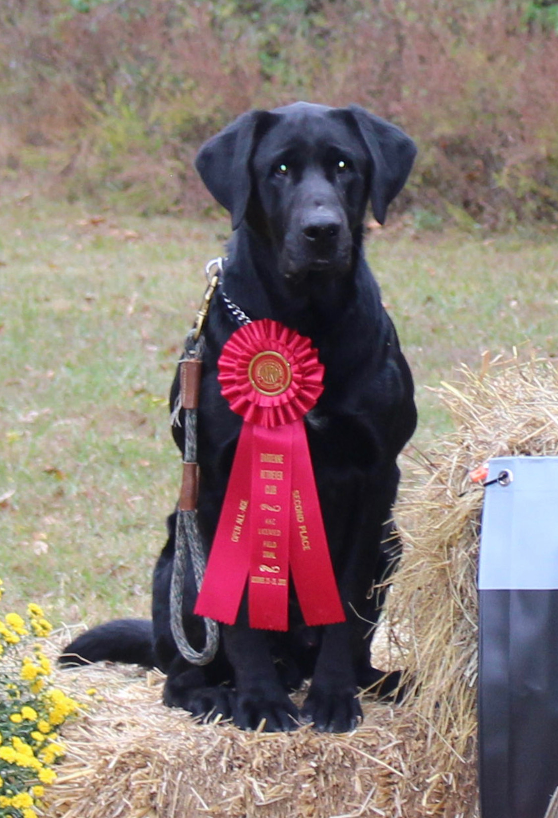 FC Rain's Bases Loaded, Grand Slam | Black Labrador Retriver