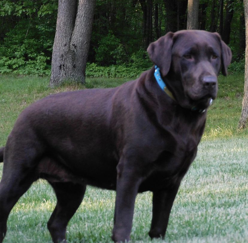 Jole’s Got Rossi N Maine TKN CGC | Chocolate Labrador Retriver