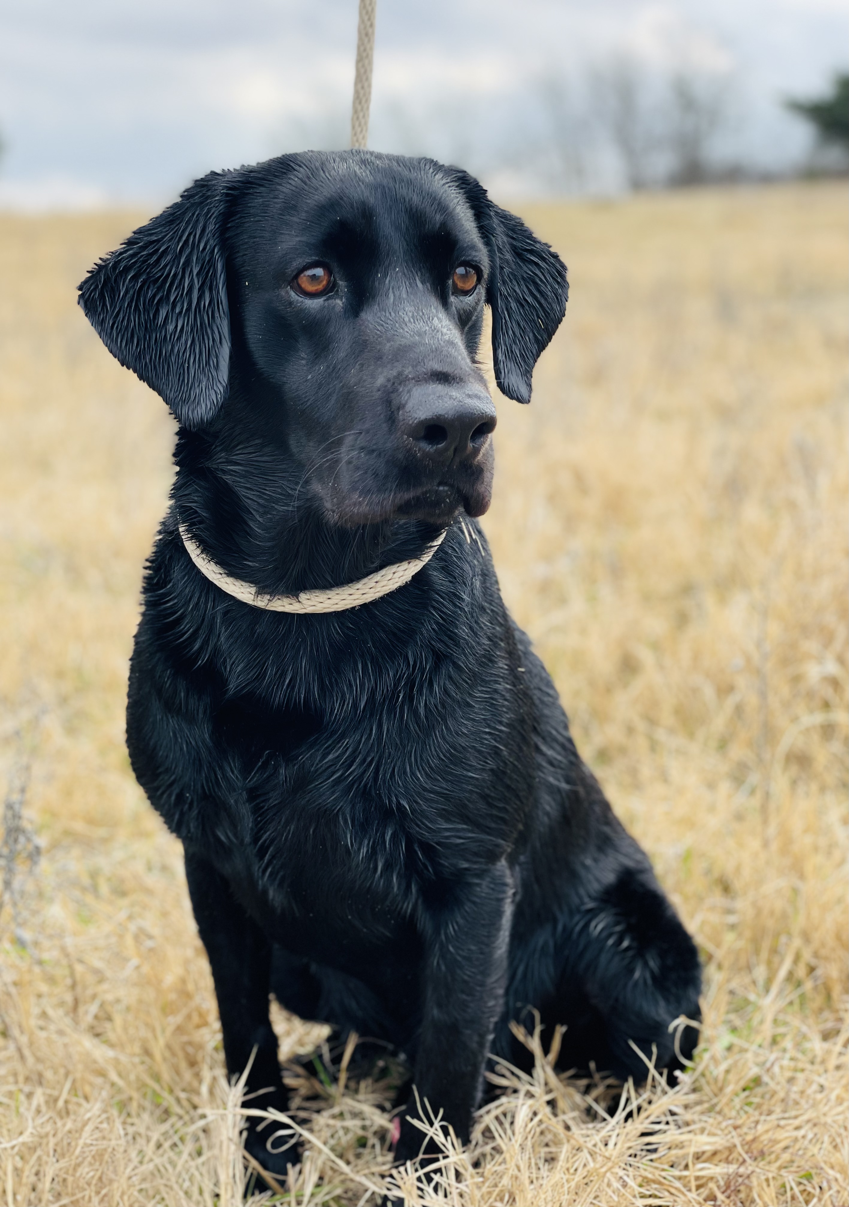 HR Get Your Shine On Stick | Black Labrador Retriver