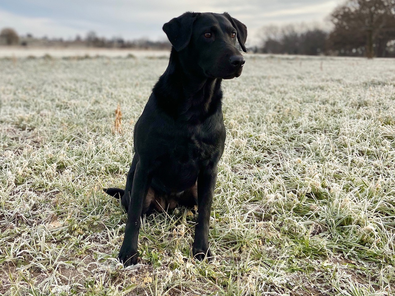 Southfork's Heart Of Dixie MH | Black Labrador Retriver