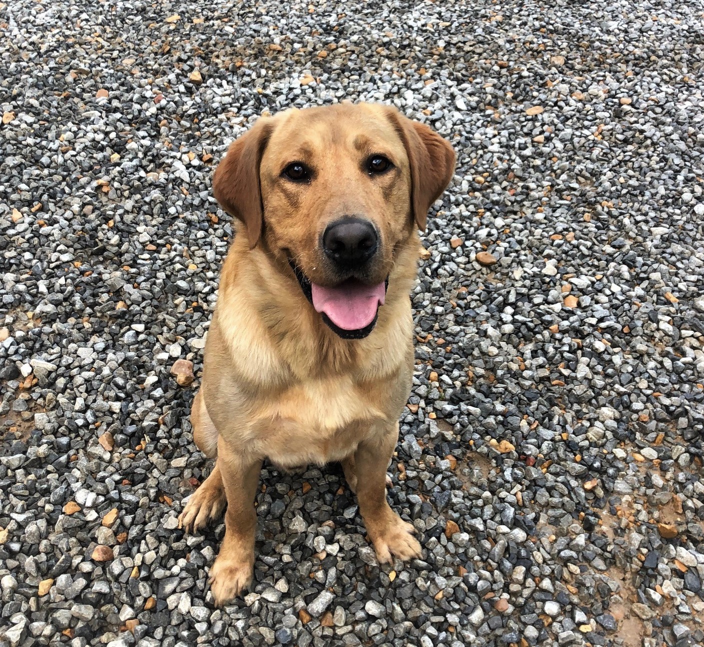 HRCH Lolo's Blazing American Sniper | Yellow Labrador Retriver