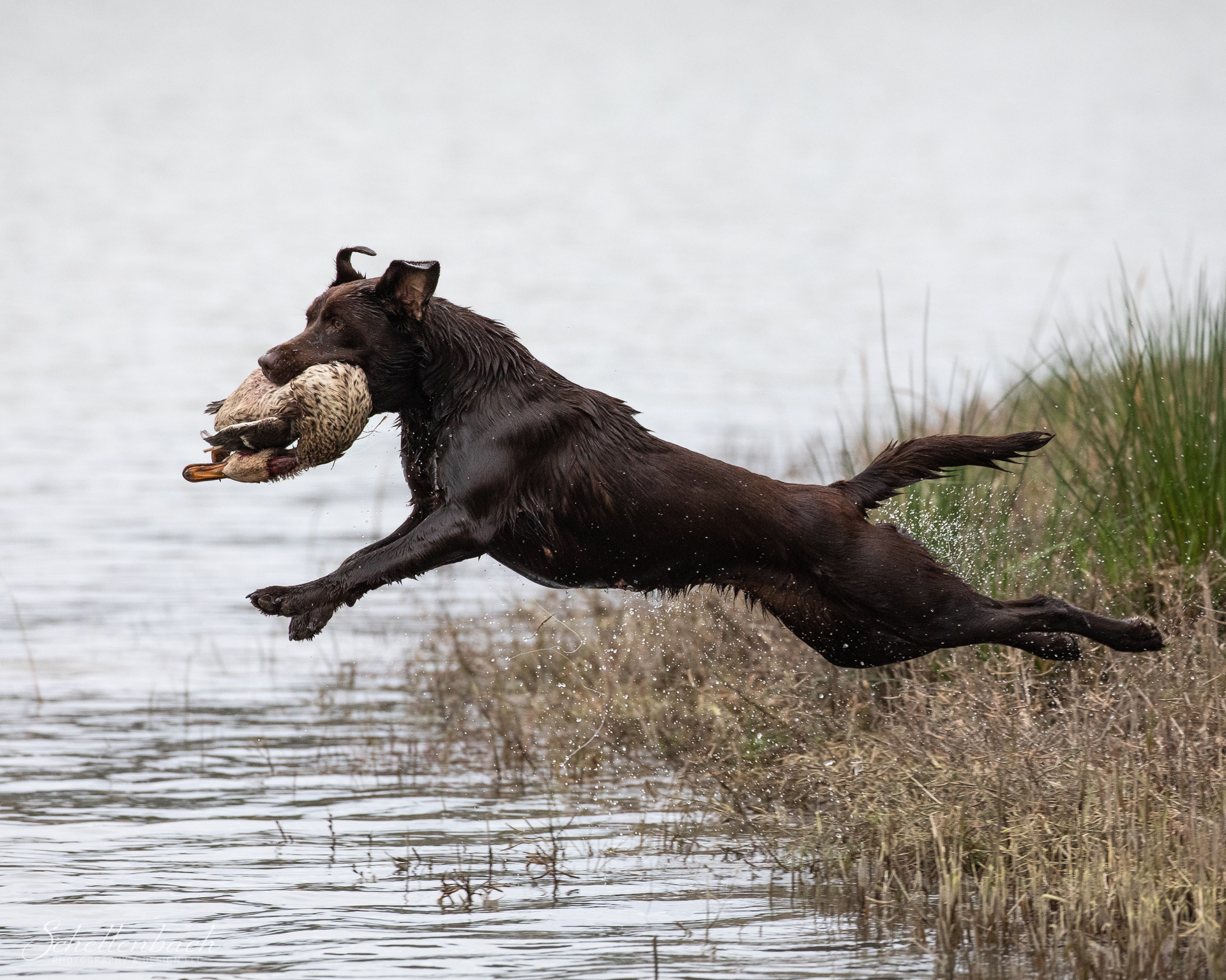 SR Old House's Raider Of The Lost Mark SH | Chocolate Labrador Retriver