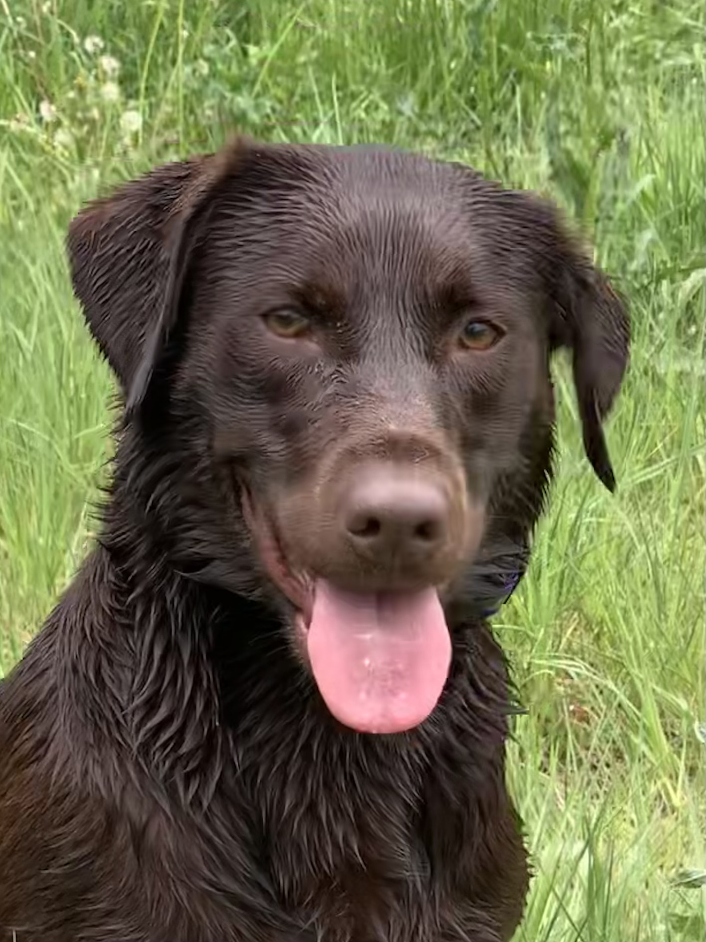 SR Old House's Raider Of The Lost Mark SH | Chocolate Labrador Retriver