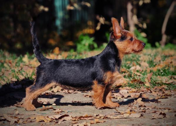 Graf Camberlen iz Zvezdnogo Grafstva | Australian Terrier 