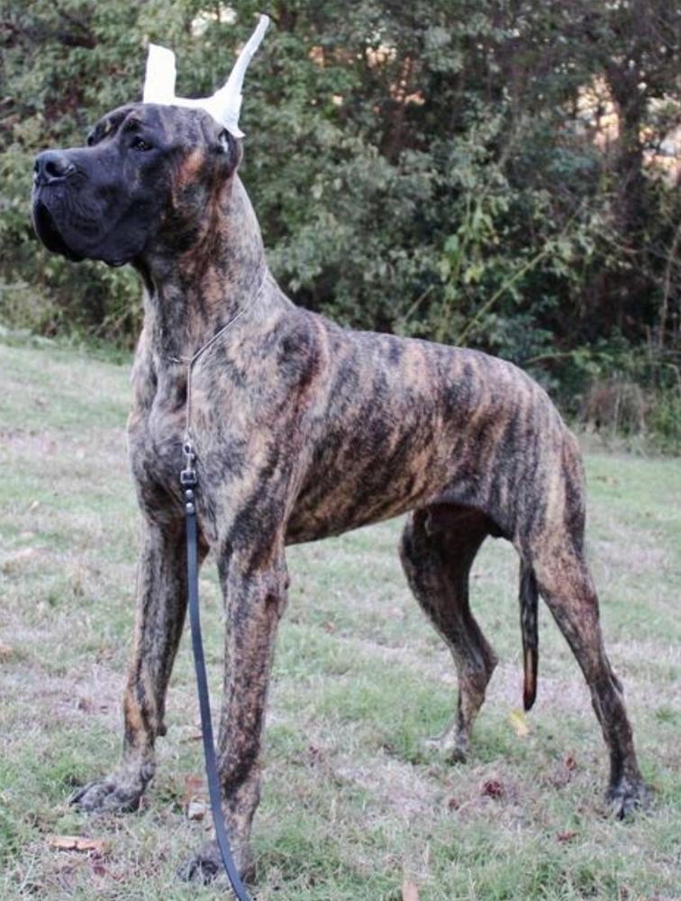 Scoober Danes Abandon All Hope | Great Dane 