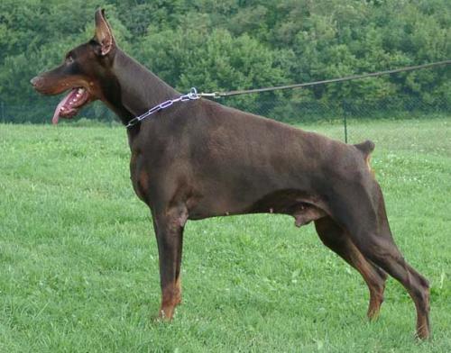 Ilane Darafal | Brown Doberman Pinscher