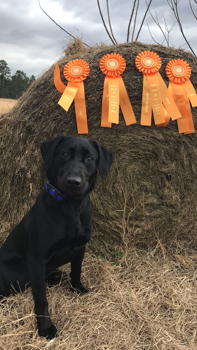 Mudgett Island Sweet Bug Juice SH | Black Labrador Retriver