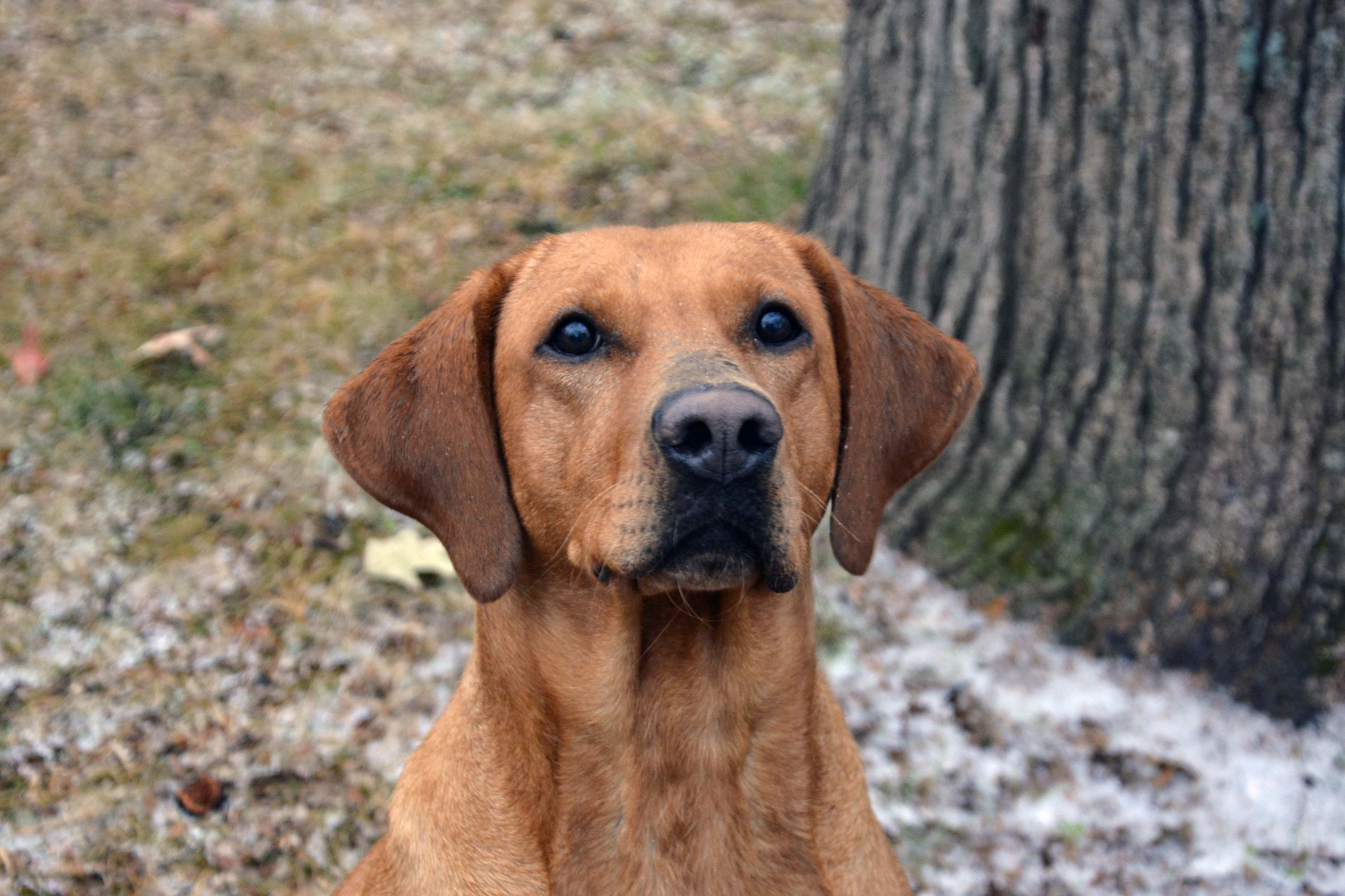 Breezy's Foxy Southern Belle | Yellow Labrador Retriver