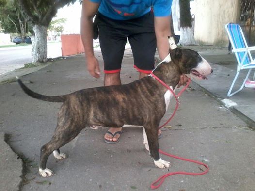 Tulkas de Ainulindale | Bull Terrier 