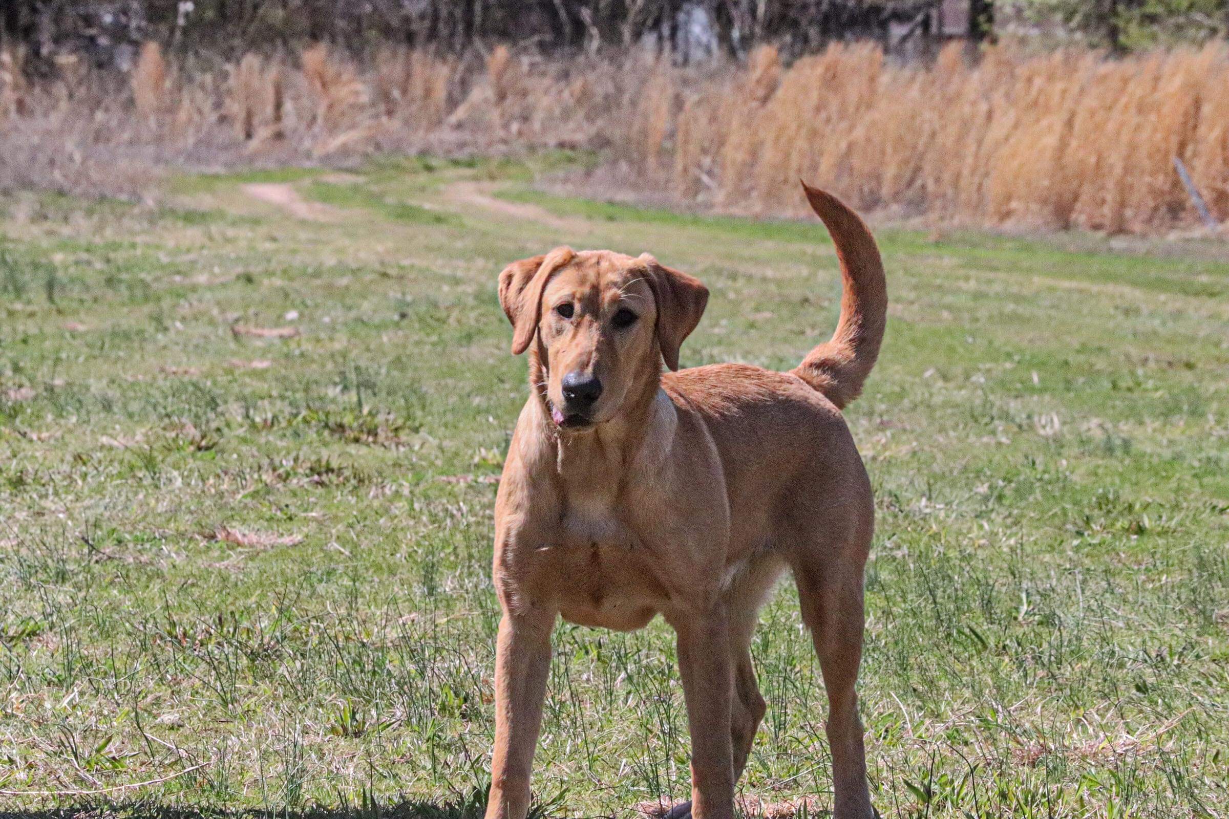 HR Idhp's Fancy Don't Let Me Down | Yellow Labrador Retriver