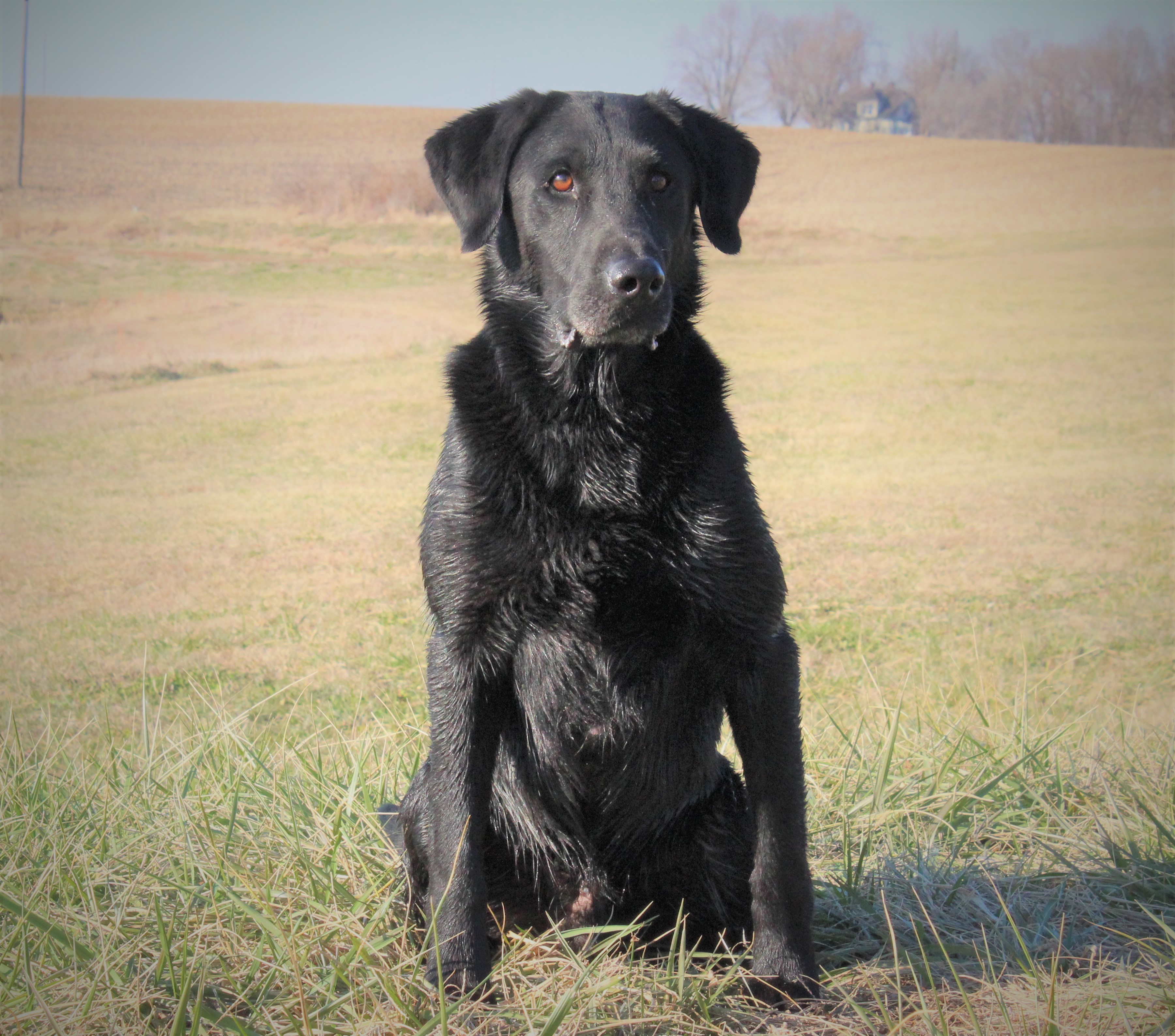 FC SRSC Lonestar's Batten Down The Hatches QA2 MH | Black Labrador Retriver