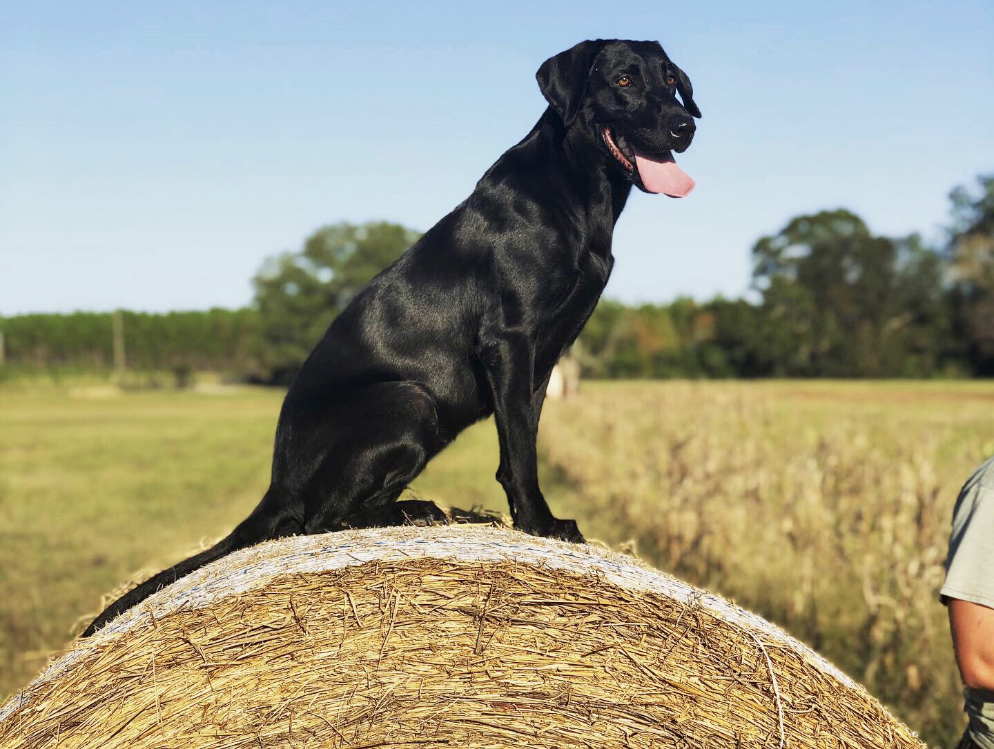 GHRCH QAA Owens One Chance "Fancy" MH | Black Labrador Retriver