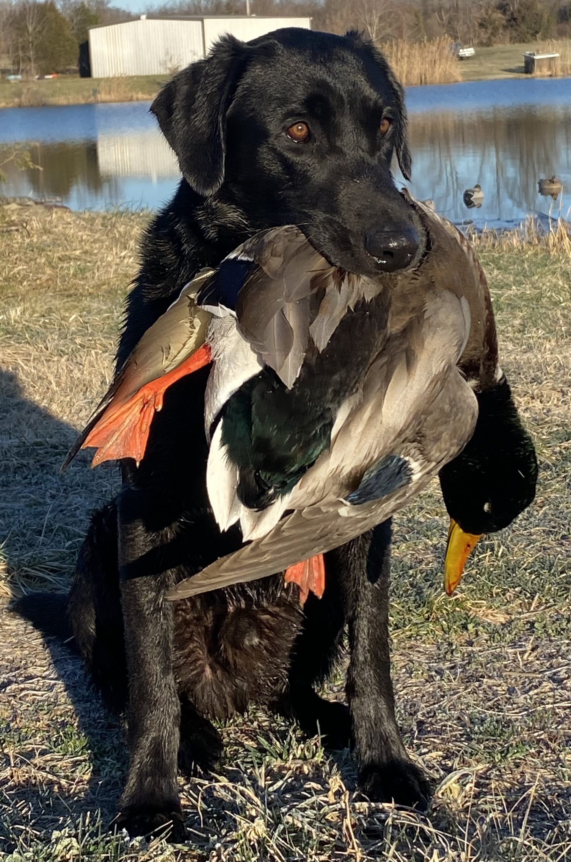 Stoneridge Drake Of Sycamore | Black Labrador Retriver