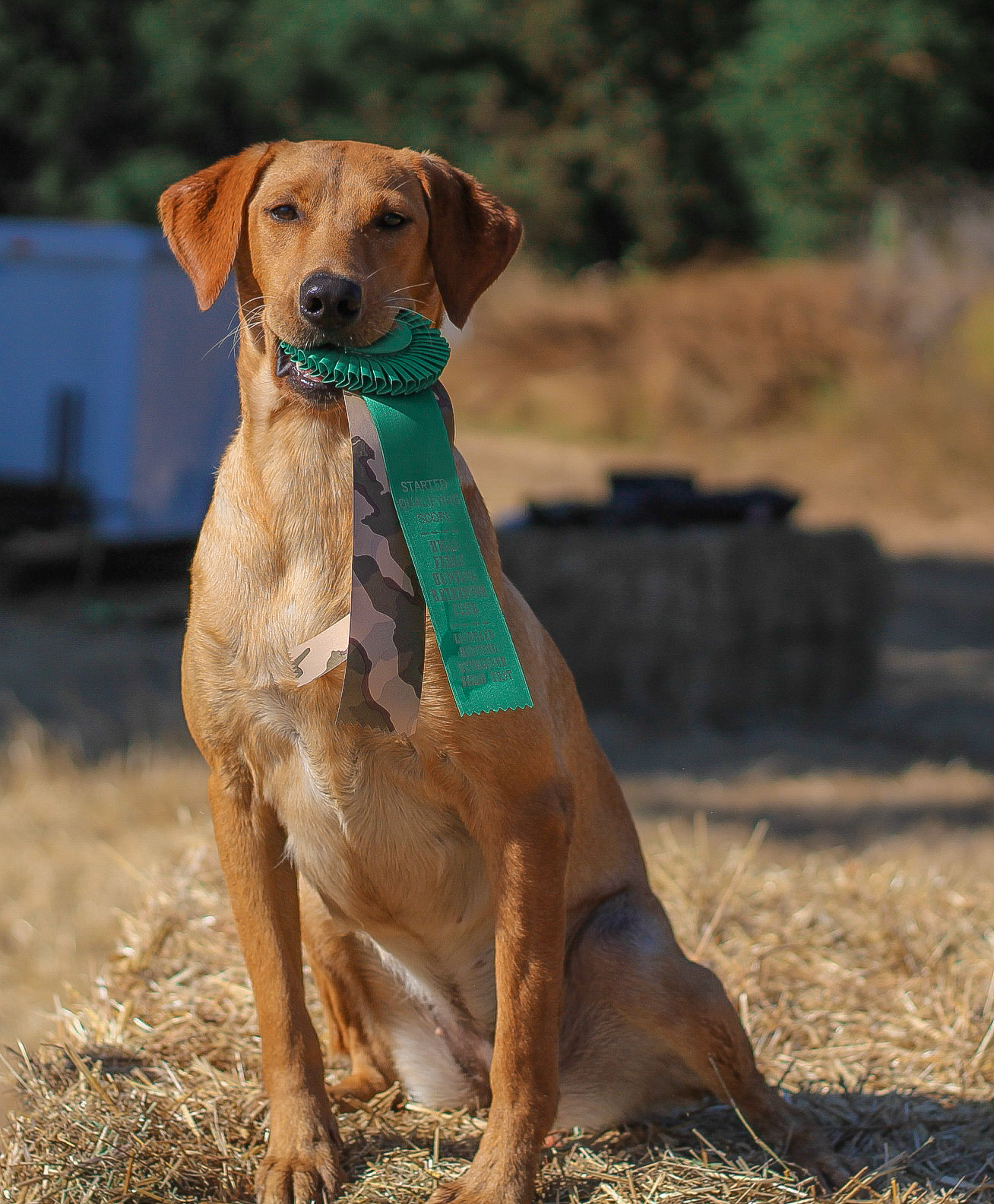 BCK Redelm Firefox | Yellow Labrador Retriver