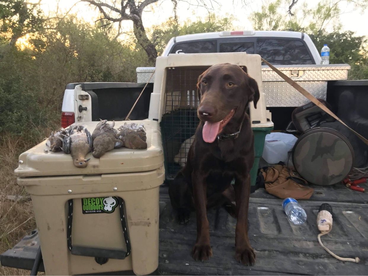 Abby Christopher | Chocolate Labrador Retriver