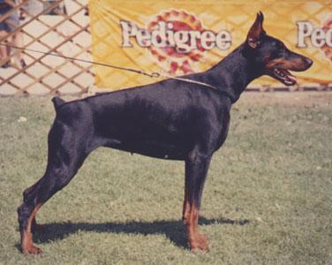 Come As You Are Alabama | Black Doberman Pinscher