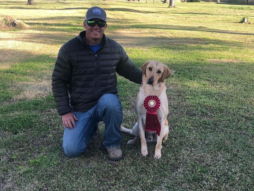 Fast Freddy | Yellow Labrador Retriver