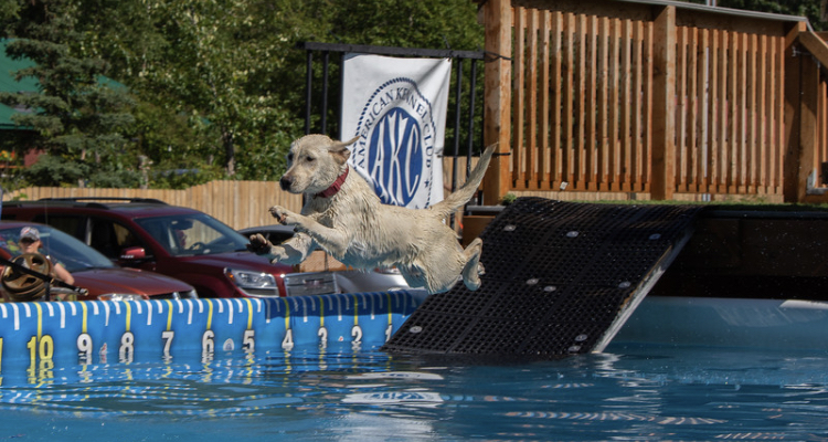 East End’s Love Of The Sea DM | Yellow Labrador Retriver