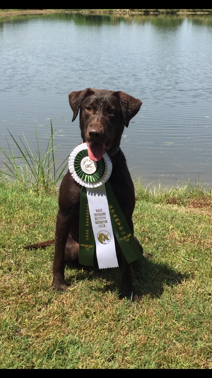 HRCH Backwoods Witches Hazel Brew | Chocolate Labrador Retriver