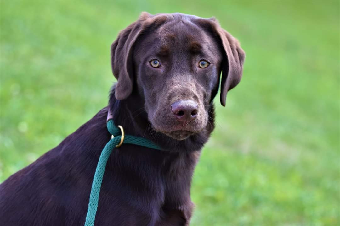 Gander Landin P-nut Butter Cup | Chocolate Labrador Retriver