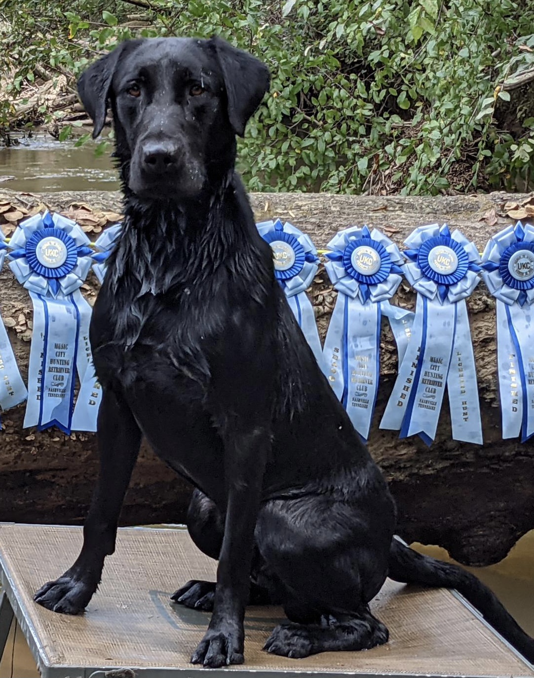 HRCH Sliding Creeks Midnight Magic | Black Labrador Retriver