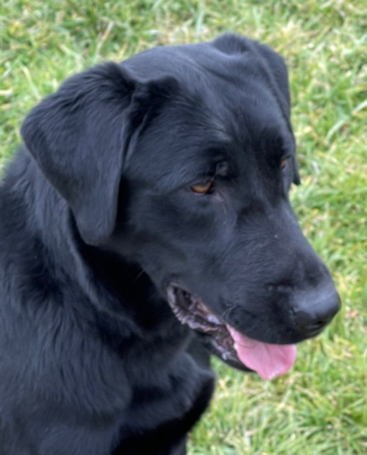 HRCH Sliding Creeks Midnight Magic | Black Labrador Retriver