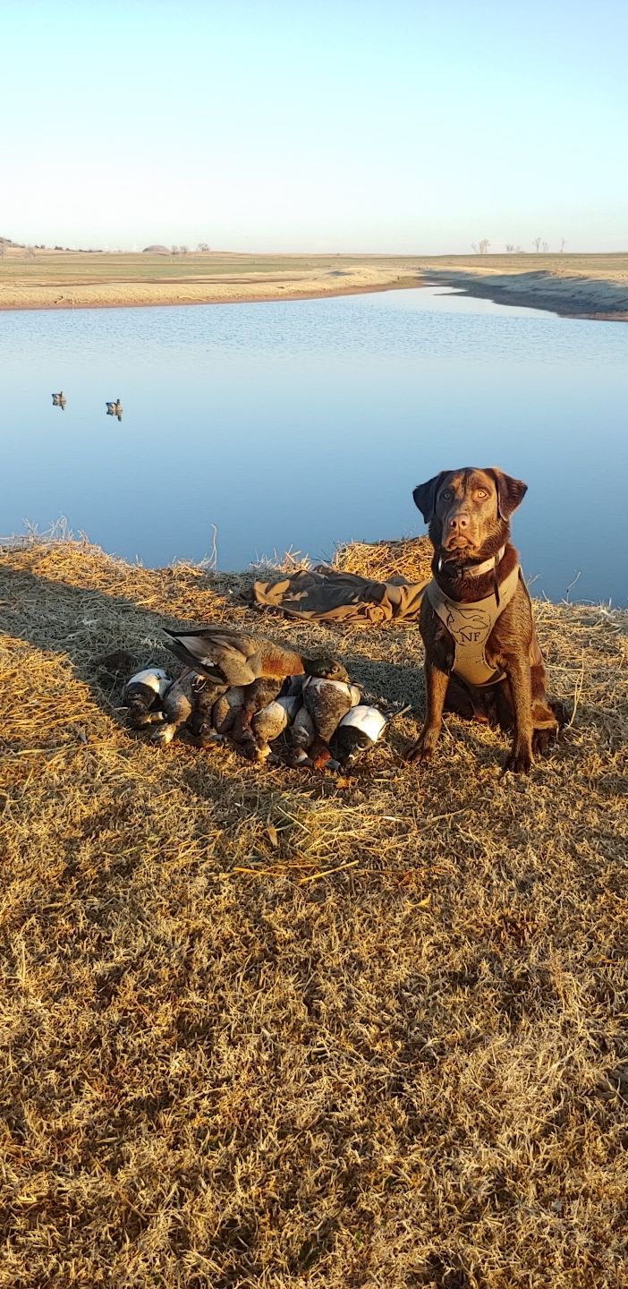 HR Southern Migration's Pinny | Chocolate Labrador Retriver