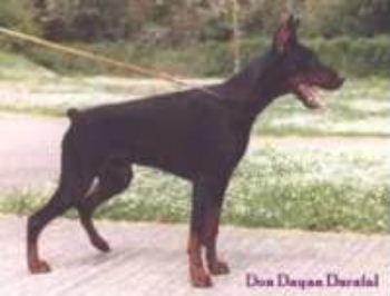 Don Dayan Darafal | Black Doberman Pinscher