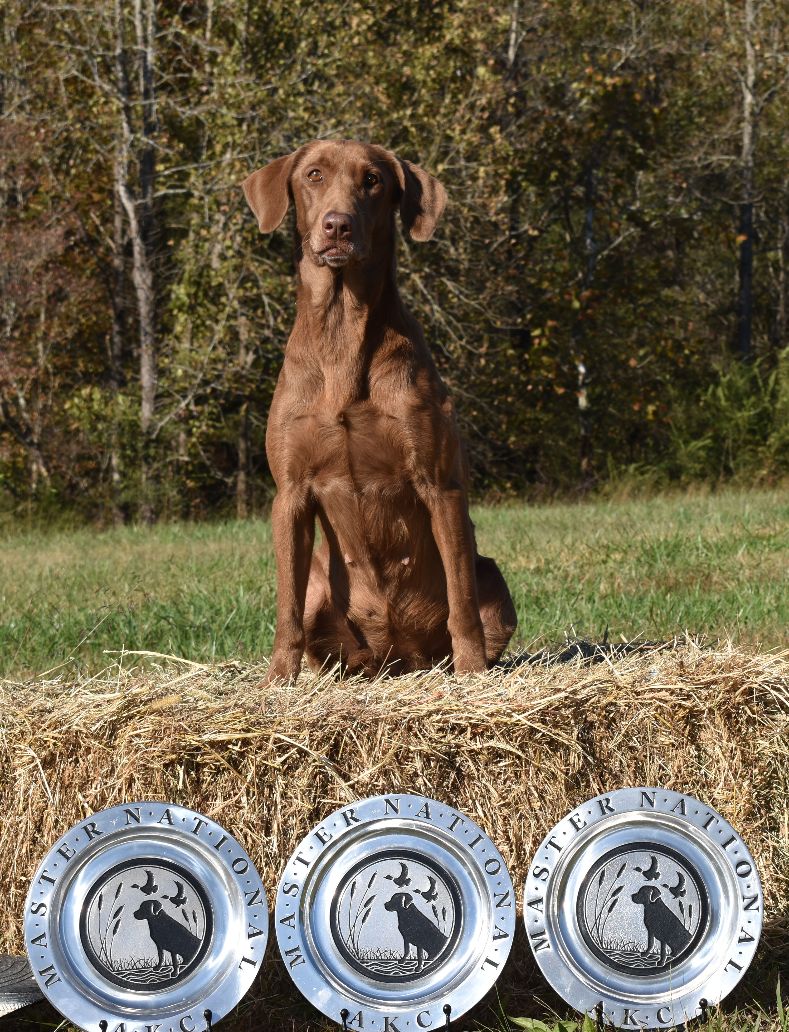 Crimson's Sweet as Dixie Crystal MH MNH | Chocolate Labrador Retriver