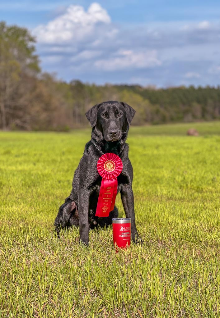 Carolina’s Tuck N Roll QAA | Black Labrador Retriver